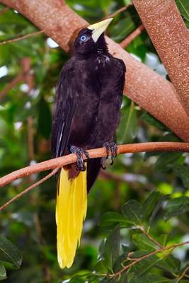 Book cover for Crested Oropendola Journal