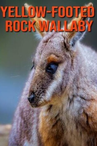 Cover of Yellow-footed Rock Wallaby