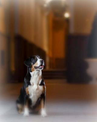 Book cover for Entlebucher Mountain Dog