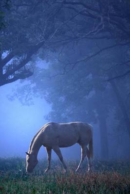 Book cover for White Horse in Blue Mist Journal