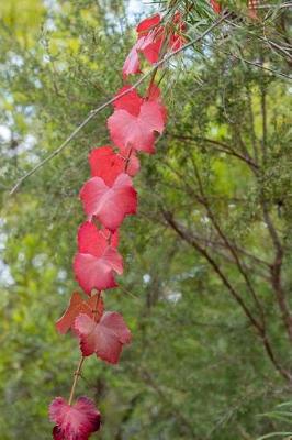 Book cover for Red Grapevine Leaves in Autumn Journal