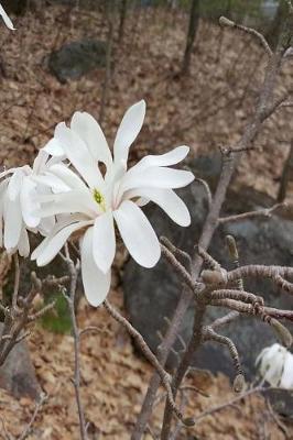 Cover of 2019 Daily Planner Early Spring White Flowers 384 Pages