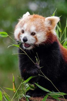 Book cover for Mind Blowing Cute Red Panda Eating Bamboo 150 Page lined journal