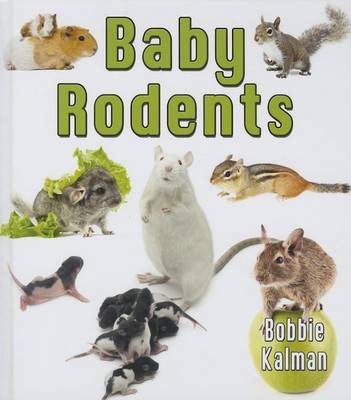 Book cover for Baby Rodents
