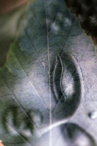 Cover of Jumbo Oversized Buddha on a Leaf