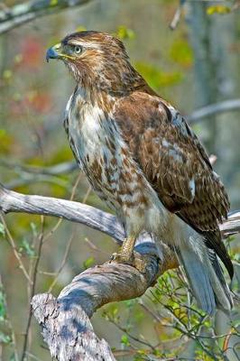 Book cover for The Red-Tailed Hawk Journal