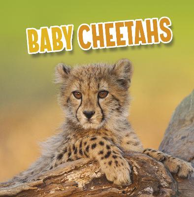 Book cover for Baby Cheetahs