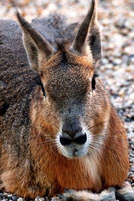 Book cover for Patagonian Mara (Dolichotis Patagonum) Animal Portrait Journal