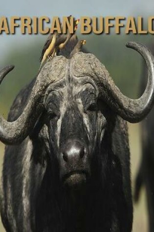 Cover of African buffalo