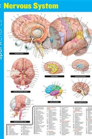 Cover of Nervous System SparkCharts