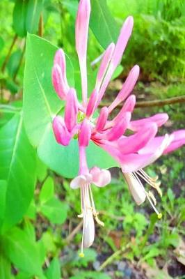 Cover of 2019 Daily Planner Blooming Honeysuckle Vine 384 Pages