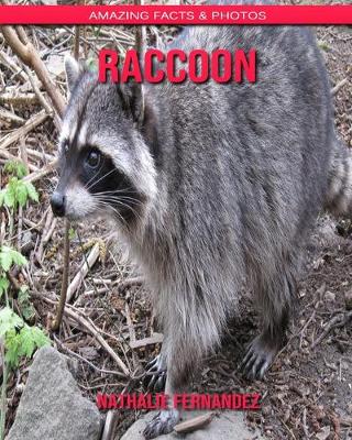 Book cover for Raccoon