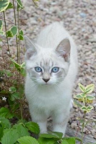 Cover of Pretty Blue-Eyed Kitty Cat Journal