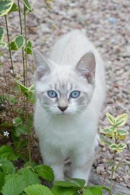 Book cover for Pretty Blue-Eyed Kitty Cat Journal