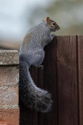 Book cover for Gray Squirrel Looking Over the Fence Animal Journal