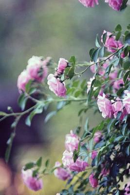 Book cover for Pink Garden Roses in Spain