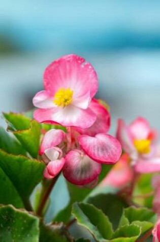 Cover of Ice Begonia Blooming Journal