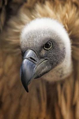 Book cover for African Vulture