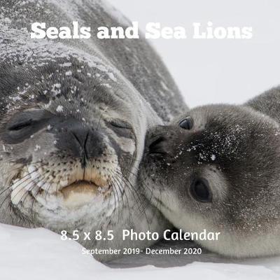 Book cover for Seals and Sea Lions 8.5 X 8.5 Calendar September 2019 -December 2020