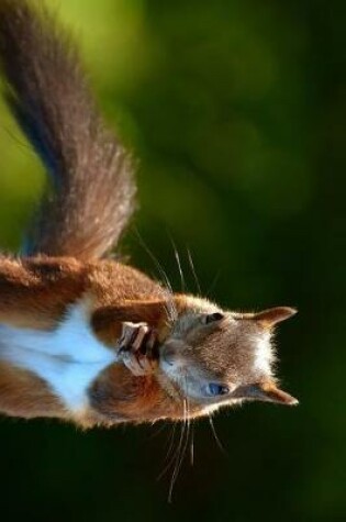 Cover of Squirrel Holding a Nut Journal