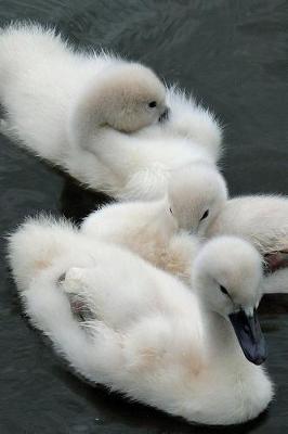 Book cover for Such Darling Baby Swans on a Lake Baby Animals Journal