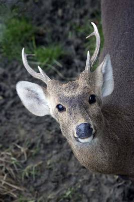 Book cover for Horned Deer in the Forest Animal Journal