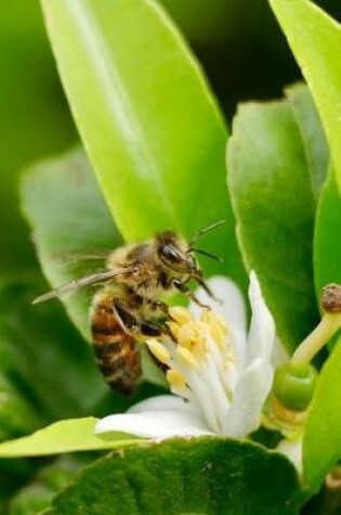 Cover of A Bee Gathering Pollen Journal