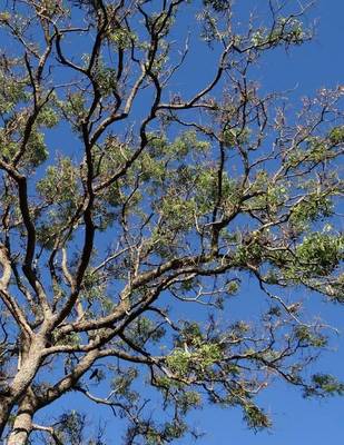 Book cover for Azadirachta Indica Neem Tree, Jumbo Oversized