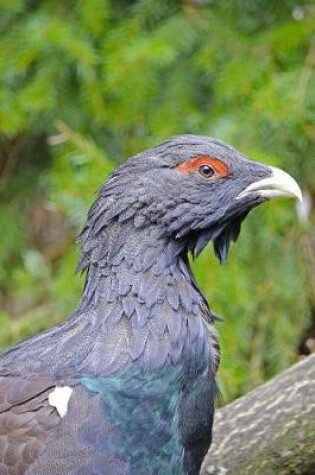 Cover of Auerhahn Bird Journal aka Western Capercaillie or Wood Grouse