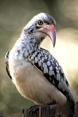 Book cover for Skeptical Hornbill Bird is NOT Convinced Journal