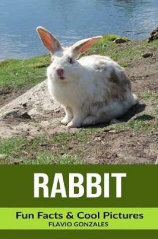 Cover of Rabbit