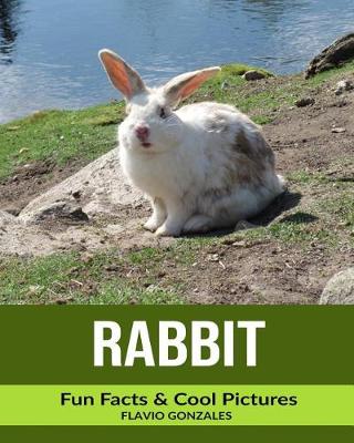 Book cover for Rabbit