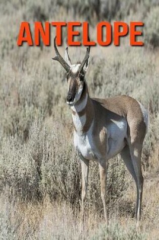 Cover of Antelope