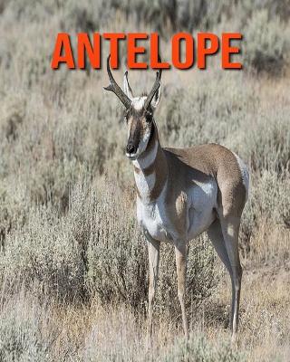 Book cover for Antelope