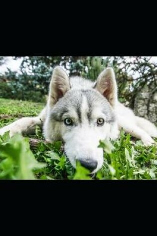 Cover of Siberian Husky