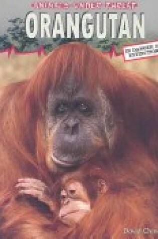 Cover of Orangutan - Animals Under Threat