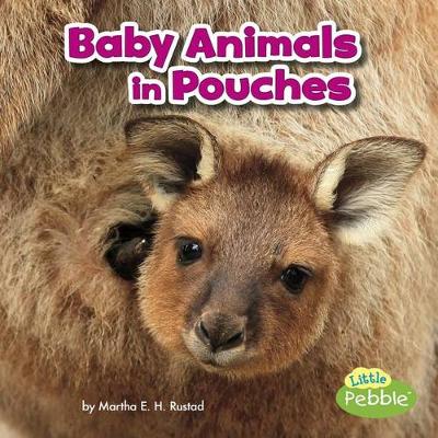 Book cover for Baby Animals in Pouches