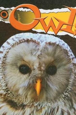 Cover of Owls