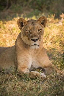 Book cover for A Lovely Lioness in a Grassy Clearing Journal