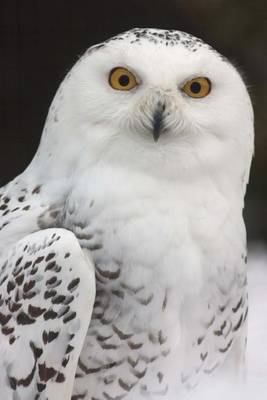 Book cover for White Snowy Owl Bird Journal