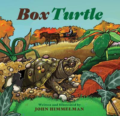 Book cover for Box Turtle