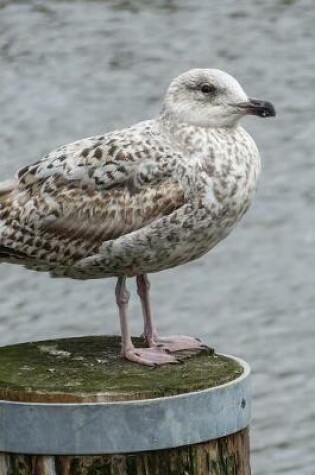 Cover of Herring Gull on a Post Journal