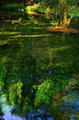 Book cover for Green Algae Growing in a Japanese Stream Journal