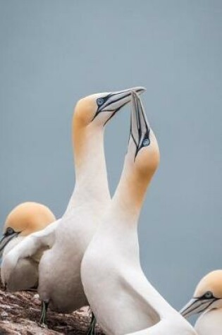 Cover of Northern Gannets Seabirds Journal