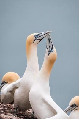 Book cover for Northern Gannets Seabirds Journal