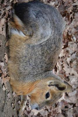 Book cover for Patagonian Mara Hare Resting, for the Love of Animals