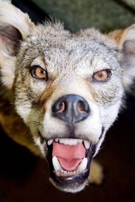 Book cover for This Coyote Is Pissed Journal