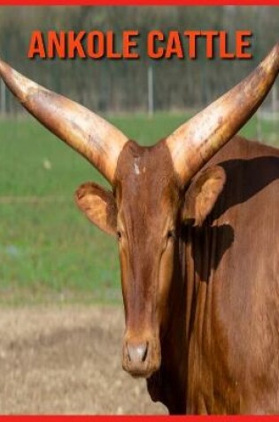 Cover of Ankole Cattle