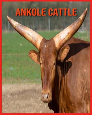 Book cover for Ankole Cattle