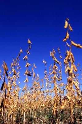 Cover of Farm Journal Soybean Harvest Field